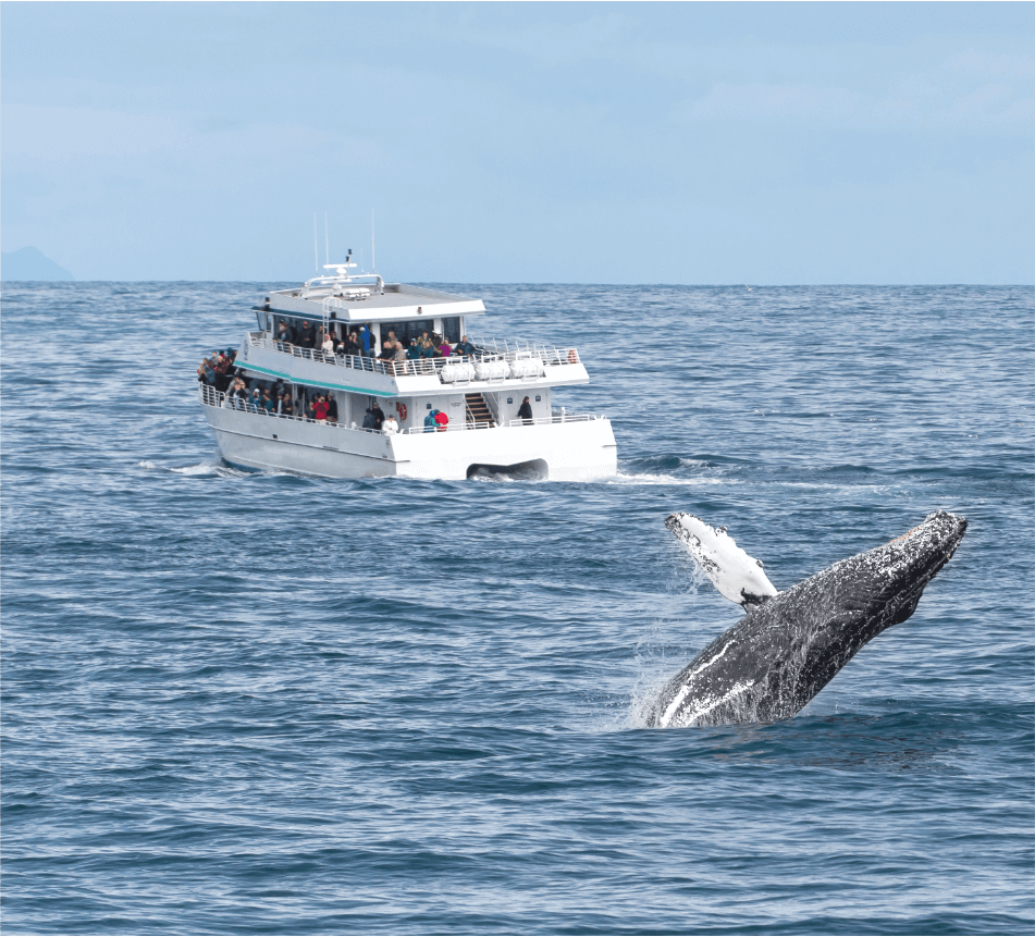 whale jumping with boat