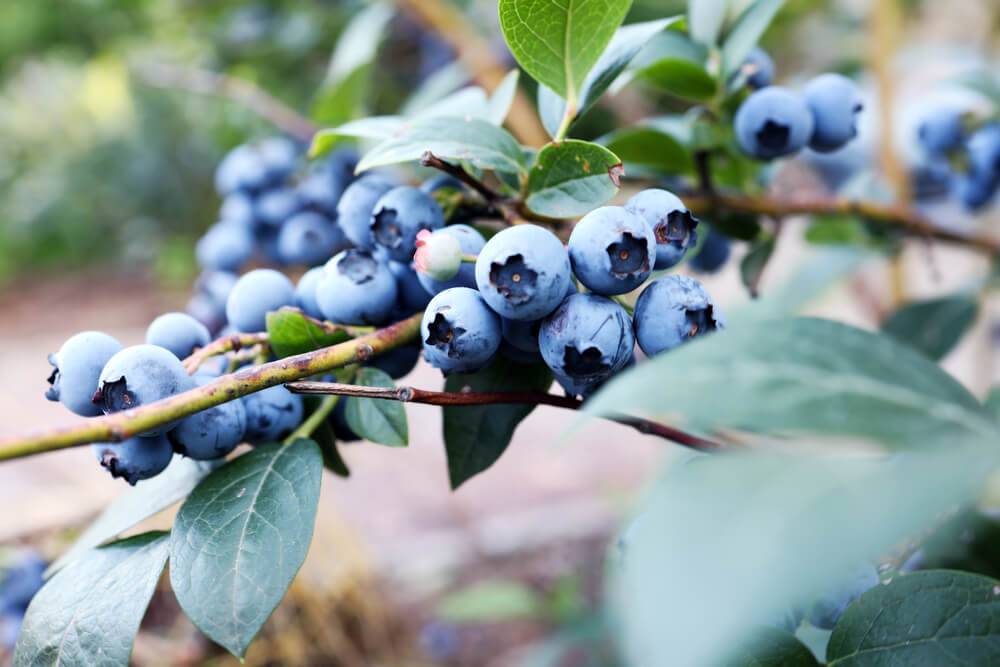 Highbush berries are one of the native Cape Cod plants at Lighthouse Inn.