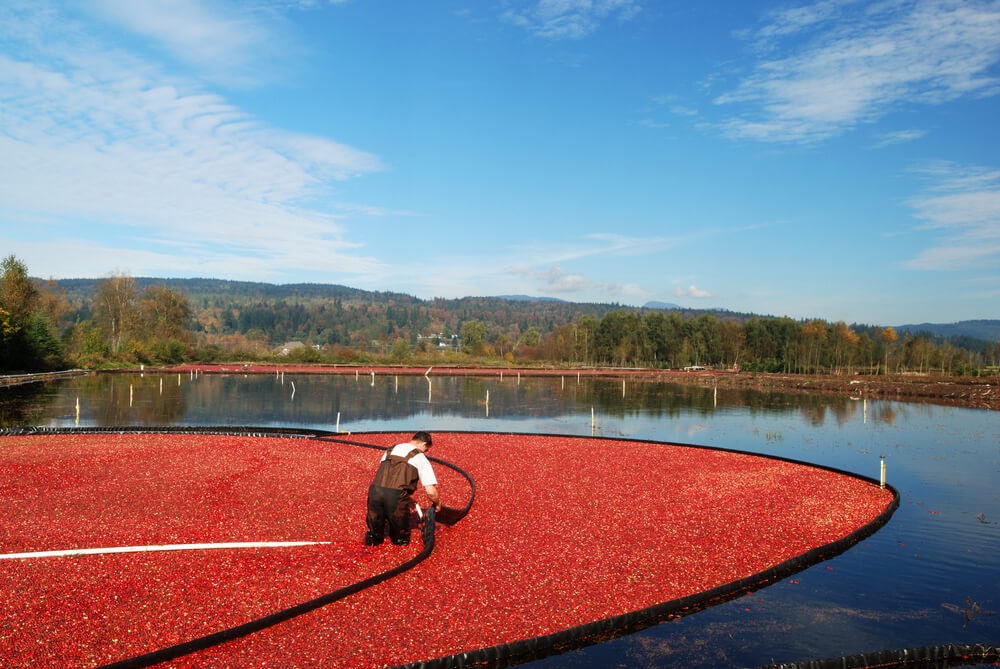 Visiting a cranberry is a top activity to experience when it's fall in Massachusetts.