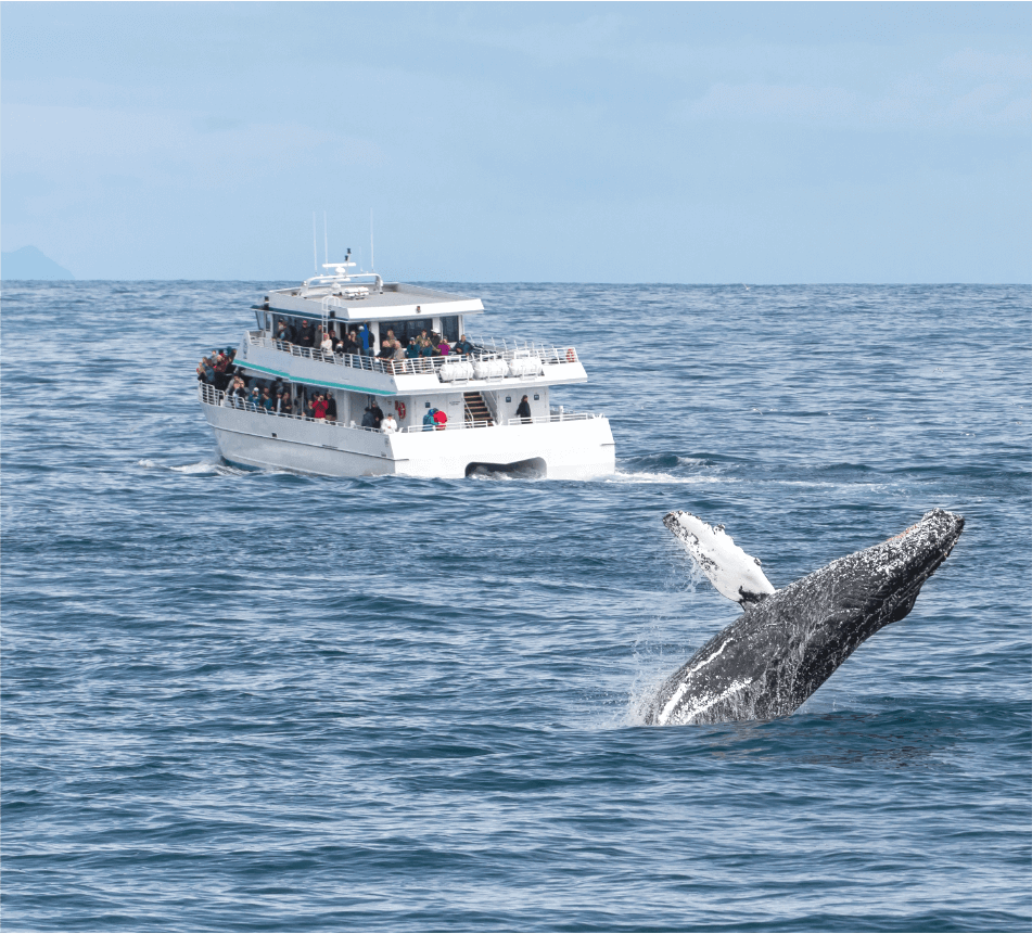 A whale watching tour, one of the best Cape Cod boat tours.