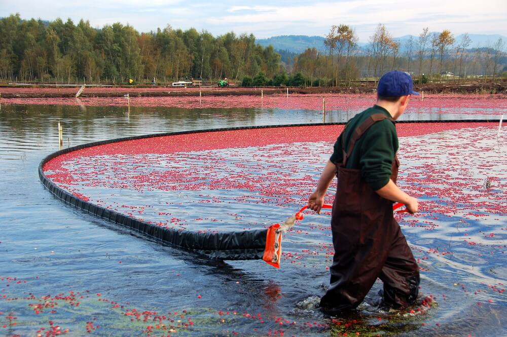A person harvesting cranberries, something you can see at Cape Cod cranberry bog tours.