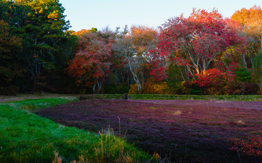 A Cape Cod cranberry bog to visit on a shoulder season vacation.